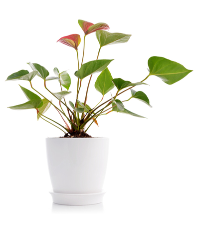 Beautiful Anthedesia anthurium with red flowers in white flowerpot isolated on white backgroundの写真素材