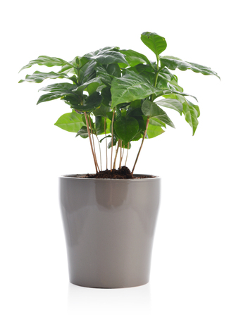 Coffee tree (Arabica Plant) in flower pot isolated on white background.の写真素材