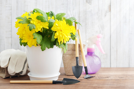 Gardening tools, plastic spray bottle, plants and soil on vintage wooden background with free text spaceの写真素材