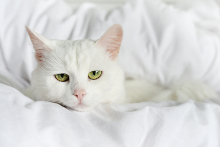 Pure white cat laying on bed with white bedding closeupの写真素材