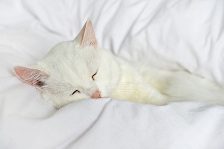 Pure white cat sleeping on bed with white bedding closeupの写真素材