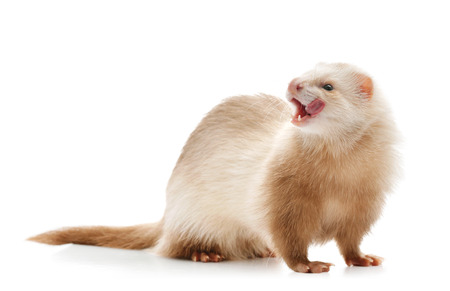 Cute red ferret licking isolated on white backgroundの写真素材