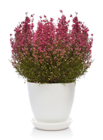 Calluna vulgaris (known as common heather, ling, or simply heather) in flower pot isolated on white backgroundの写真素材