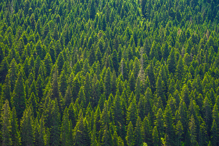 Big green coniferous trees in the forest of a national park.の写真素材