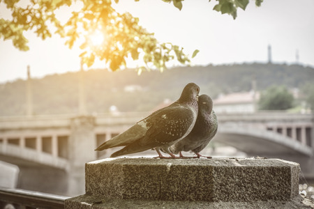 A couple of doves on Prague embankment in spring day closeupの写真素材