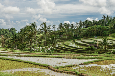 Green rice fields on Bali island, Jatiluwih near Ubud, Indonesiaの写真素材