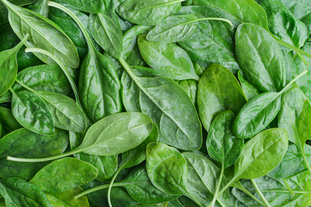 Fresh spinach leaves as background, top viewの写真素材