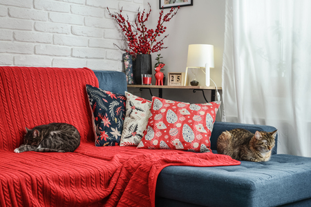 Christmas decorations with candles and red plaid on couch with cat in living room. All photos in frames on the wall made by me.の写真素材