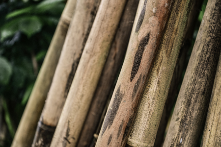 Pile of Bamboo sticks  with green forest on backgroundの写真素材