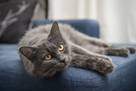 Gray cat Nebelung cat is lying on the sofa at home. Nebelung-a rare breed, similar to the Russian blue, except for medium length, with silky hair.の写真素材