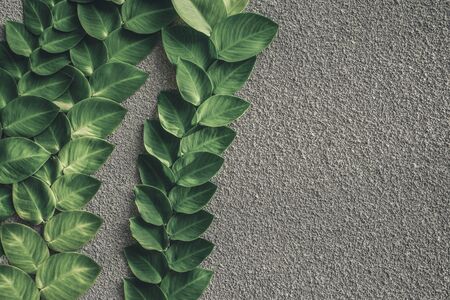 Close up of a beautiful tropical Balinese green creeping plant on a grey cement wallの写真素材