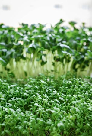 Microgreen of garden cress and daikon radish, young plants, in plastic container on windowsill closeupの写真素材