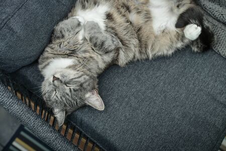 A grey cat sleeps on a armchair at home, soft focusの写真素材