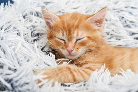 Cute little ginger kitten sleeps on fur white blanket closeupの写真素材