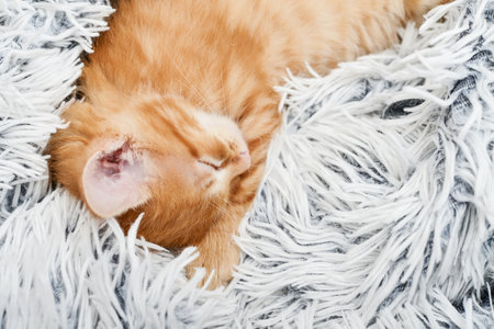 Cute little ginger kitten sleeps on fur white blanket closeupの写真素材