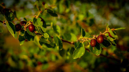 tree branch with fruits
