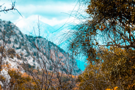 Trees in the forest, Antalya mounts, Turkey natureの写真素材