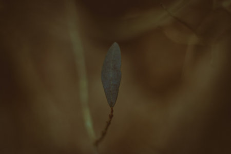 green grass in the park with small pebbles, nature, leaves and bushes. high quality photo