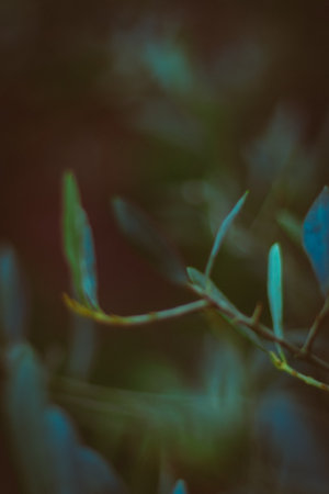 green grass in the park with small pebbles, nature, leaves and bushes. high quality photoの写真素材