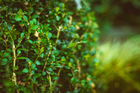 green grass in the park with small pebbles, nature, leaves and bushes. high quality photoの写真素材