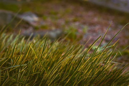 green grass in the park with small pebbles, nature, leaves and bushes. high quality photoの写真素材