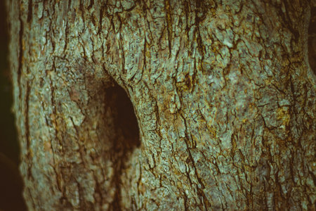 green grass in the park with small pebbles, nature, leaves and bushes. high quality photoの写真素材