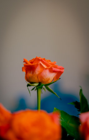 rose orange color front view. High quality photo