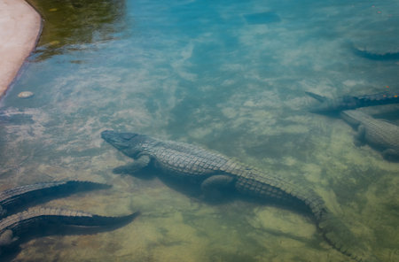 Crocodile park. High quality photo