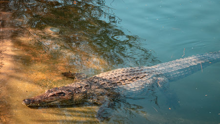 Dubai crocodile park. High quality photoの写真素材