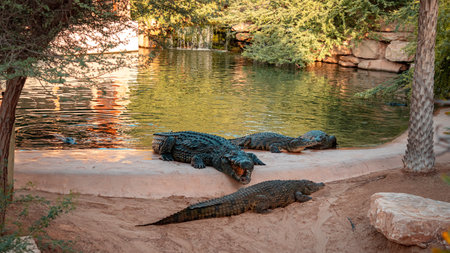 Dubai crocodile park. High quality photoの写真素材