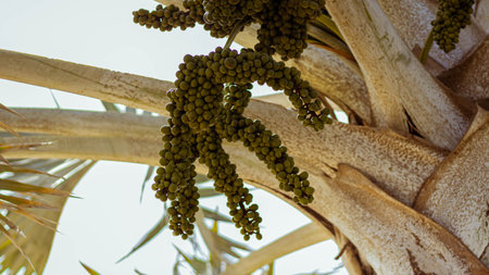 ornamental plants in the city. High quality photoの写真素材