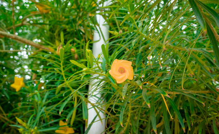 Yellow flower on the tree in nature garden. Selective focus.の写真素材