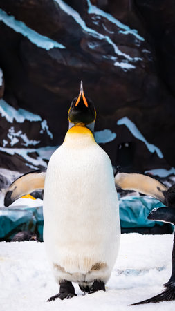 Emperor penguins. High quality photoの写真素材