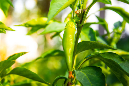 Green bell pepper hanging on tree in the plantation, can be eaten fresh or cooked. High quality photoの写真素材
