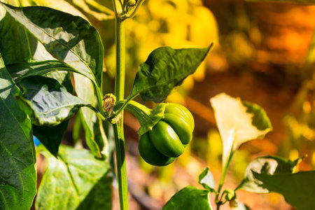 Green bell pepper hanging on tree in the plantation, can be eaten fresh or cooked. High quality photoの写真素材