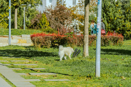 Dog, park and outdoor in nature with training exercise with golden retriever of pet on a lawn....