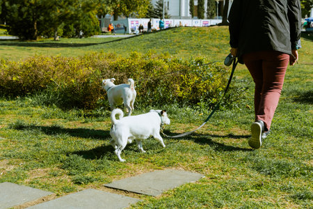 woman walking with two dogs in the park. High quality photo