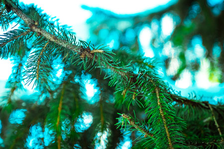 bright green young pine branches with needles. Pine. High quality photo