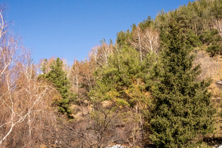 Healthy green trees in a forest of old spruce, fir and pine. Spruce trees down the hill to coniferous forest in fog at sunrise. High quality photoの写真素材