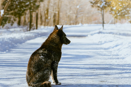 Dog in the winter.