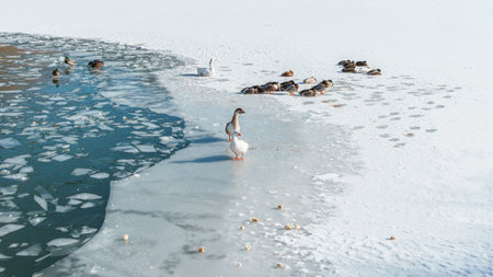 Ducks and swans swimming in the frozen lake in Saillagouse, Pyrenees-Orientales, Languedoc-Rousillon, France. High quality photoの写真素材