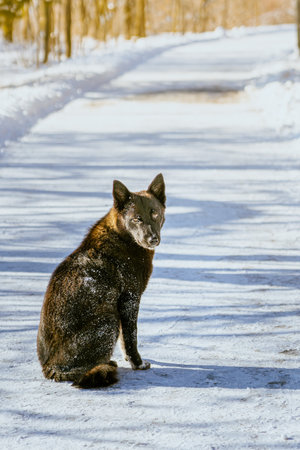 Dog in the winter. High quality photo