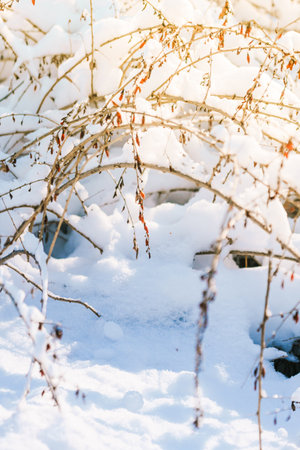 Snow-covered branches of trees. High quality photoの写真素材