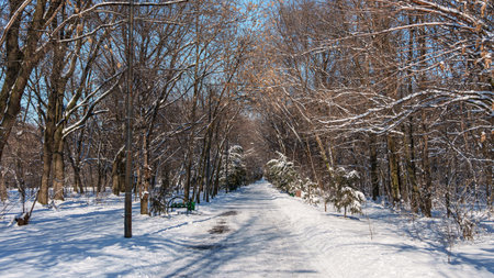 snowy path in frosty sunny winter. High quality photo