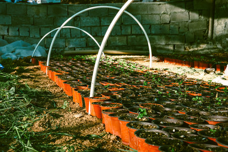 Potted green plants in garden, organic growing, greenhouse plants. High quality photoの写真素材