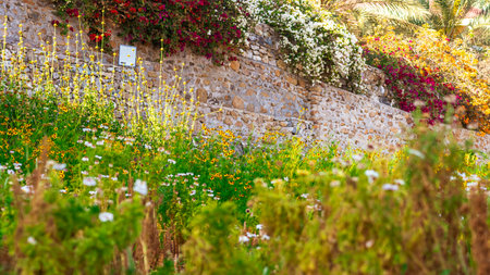 Colorful blooming flowers. High quality photoの写真素材