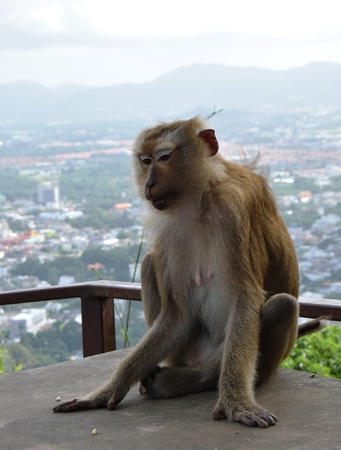 Monkey in national park in Thailand