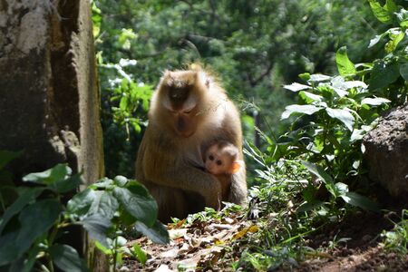 Monkey with baby in national park in Thailand