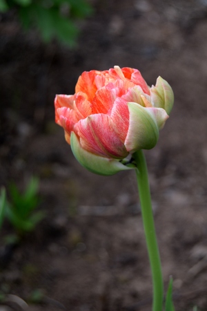 Red terry tulip growing in the gardenの写真素材
