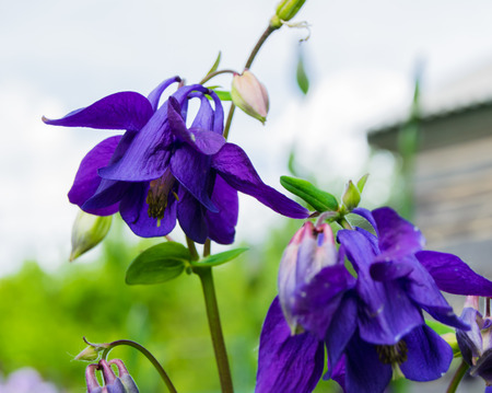 Bellflower in a gardenの写真素材